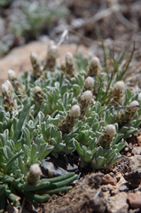 Antennaria dimorpha