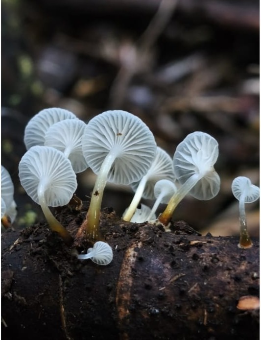 Mycena subulifera · April 2026 · photo: © ricardo_bj (iNaturalist, cc0)