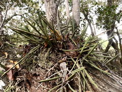 Brassavola nodosa
