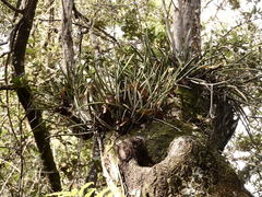 Brassavola nodosa