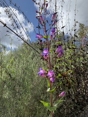 Penstemon spectabilis spectabilis