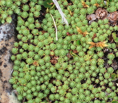 Kelleria croizatii