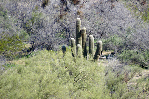 Carnegiea gigantea