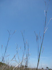 Andropogon lateralis