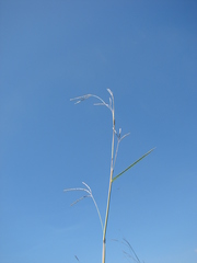 Andropogon lateralis