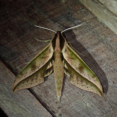 Xylophanes acrus