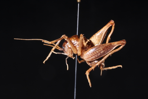 Spotted Camel Cricket photo 2