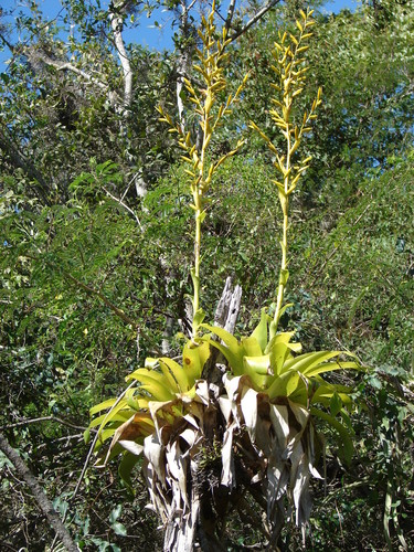 Vriesea friburgensis