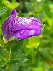 Justiciinae