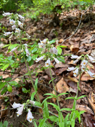 Penstemon laxiflorus, photograph 2