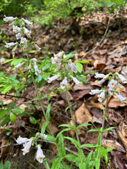 (c) caher001, some rights reserved (CC BY) Penstemon laxiflorus, photograph (c) caher001, some rights reserved (CC BY)
