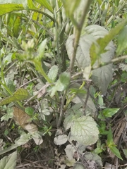 Raphanus sativus