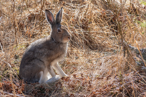 Mountain Hare