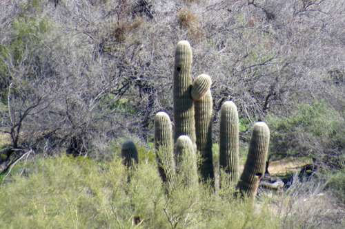 Carnegiea gigantea