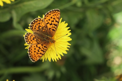 Pearl-bordered Fritillary, 79874 Breitnau, Germany, photo 5 of 10