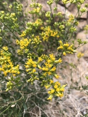 Amphipappus fremontii