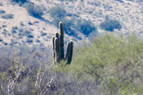 Carnegiea gigantea