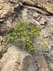 Amphipappus fremontii