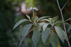 Solanum
