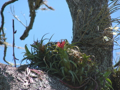 Aechmea recurvata