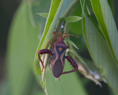 Crinocerus sanctus