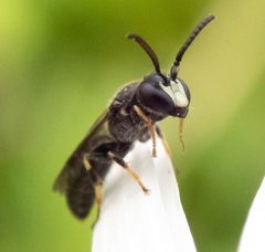 Hylaeus