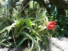 Aechmea recurvata
