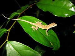 Anolis