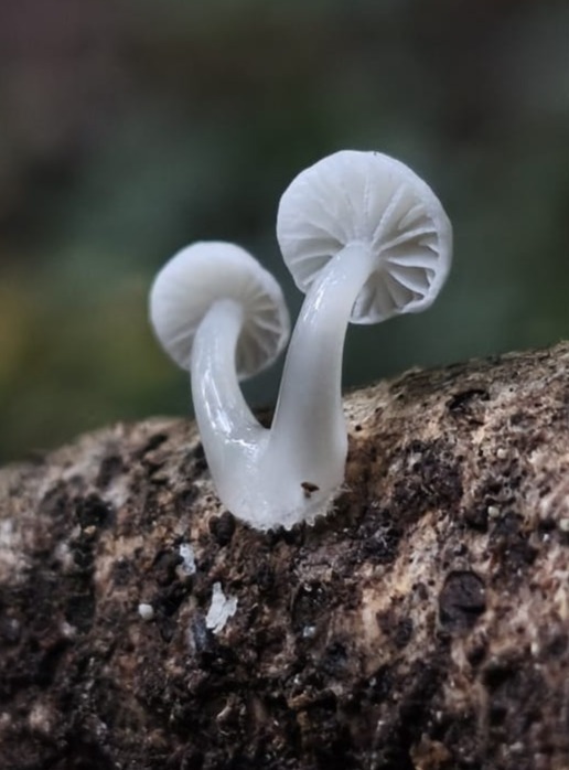Roridomyces austrororidus · April 2026 · photo: © ricardo_bj (iNaturalist, cc0)