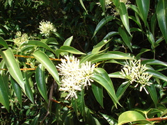 Tripodanthus acutifolius