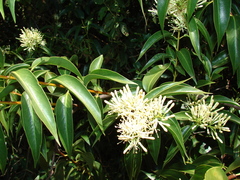 Tripodanthus acutifolius