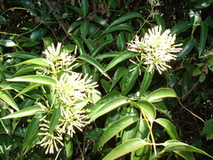 Tripodanthus acutifolius