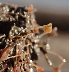 Tubulariidae