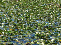 Hydrocleys nymphoides