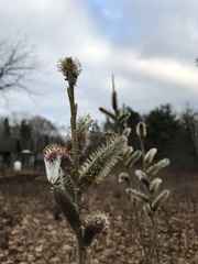 Salix gracilistyla