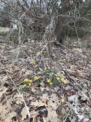 Narcissus cuneiflorus
