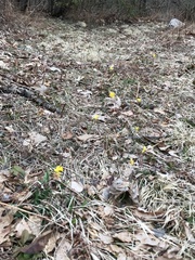 Narcissus cuneiflorus