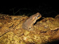 Rhinella marina