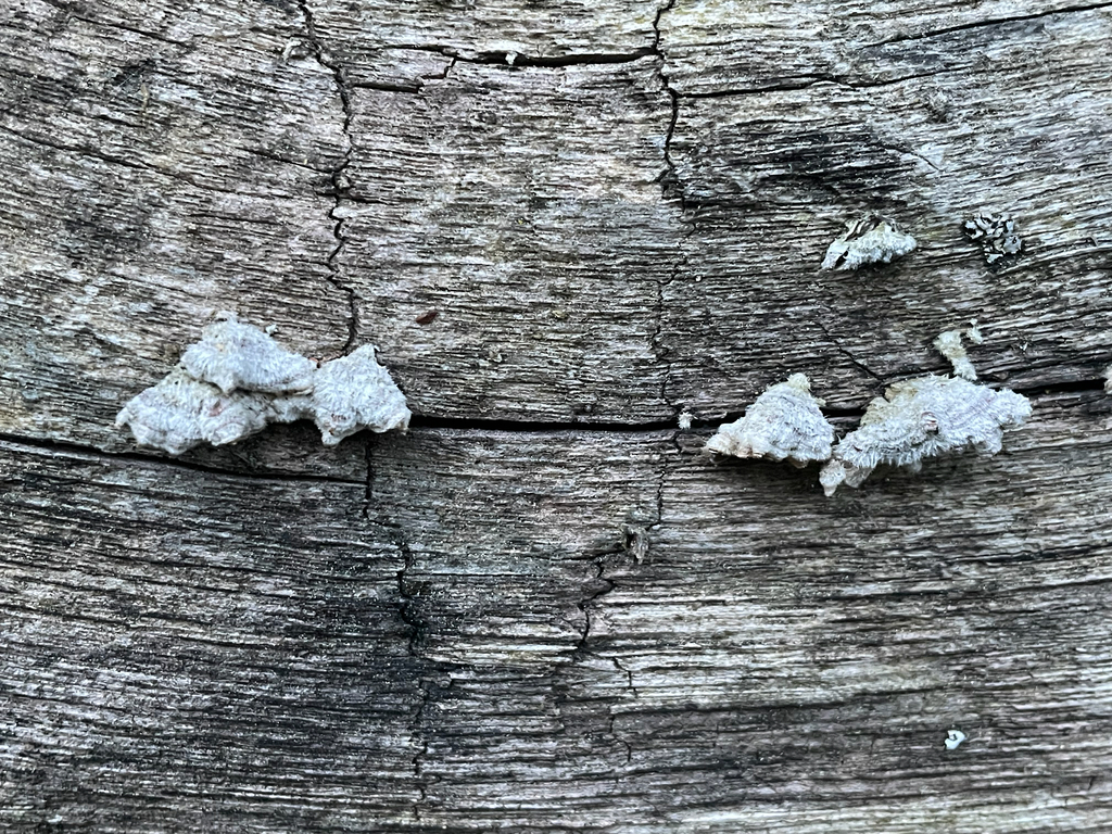 Schizophyllum commune · May 2026 · photo: © ioannis_magouras (iNaturalist, cc-by)