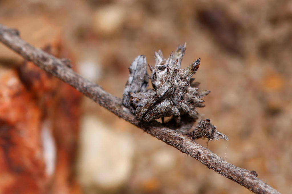 Pycnacantha dinteri