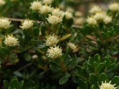 Baccharis magellanica
