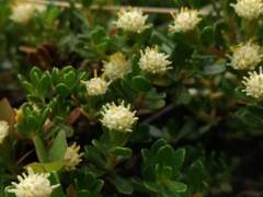Baccharis magellanica