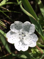 Nemophila pedunculata