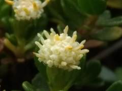 Baccharis magellanica