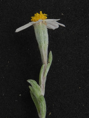 Eriophyllum lanosum