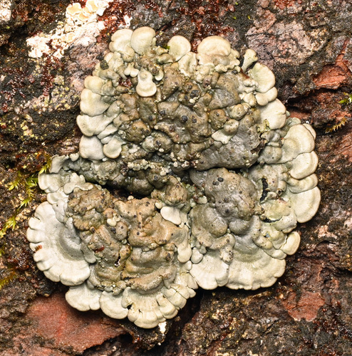 Coccocarpia erythroxyli observed 2026-01-14