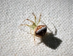 Araneus miniatus