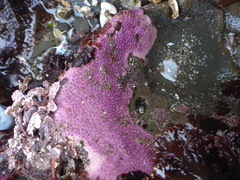 Stylantheca papillosa