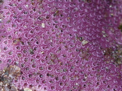 Stylantheca papillosa