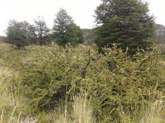 Escallonia virgata